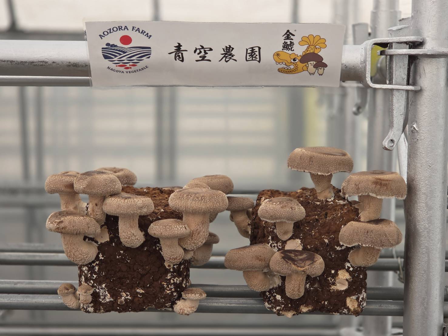 農園の様子2