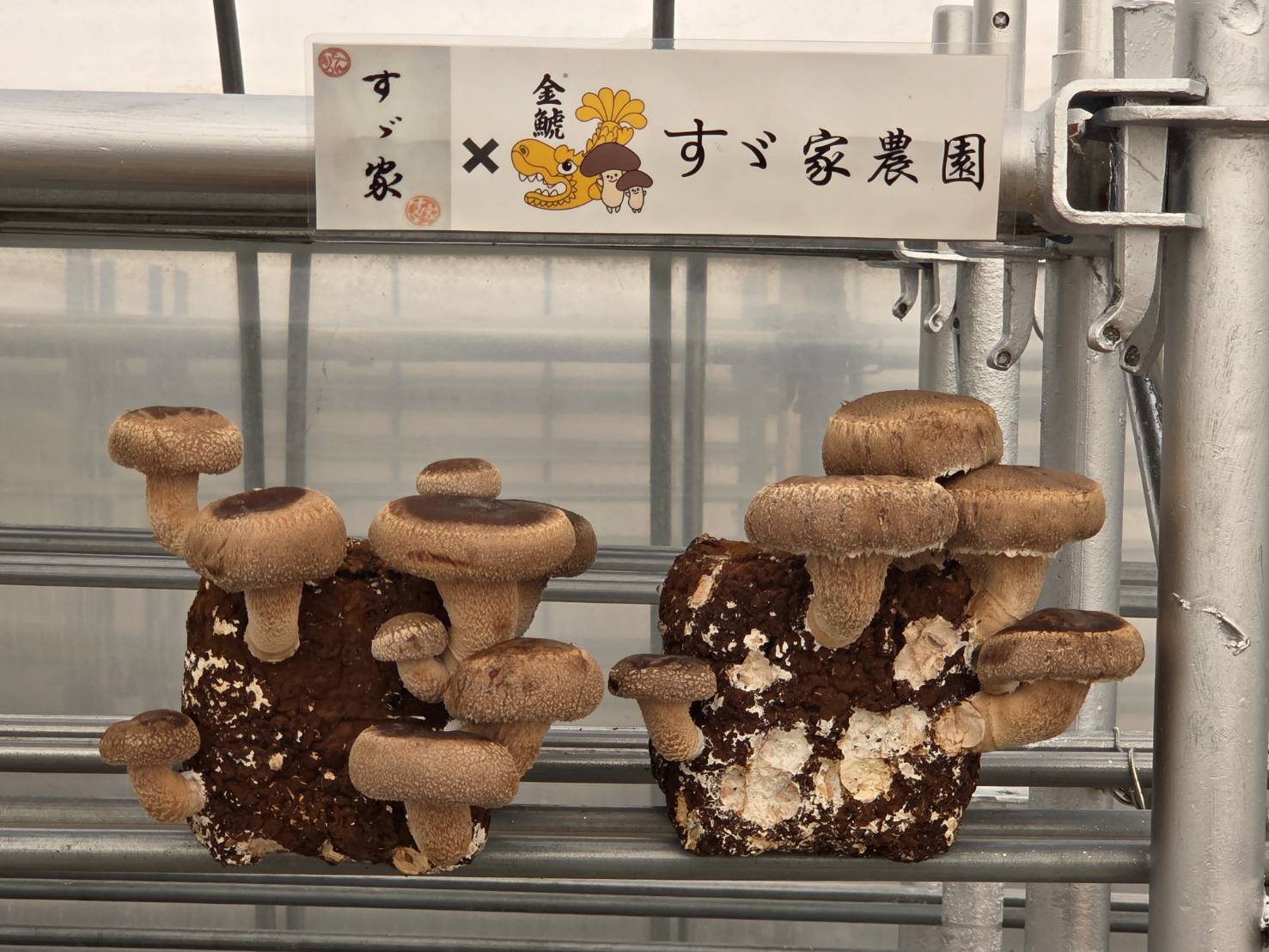 農園の様子1